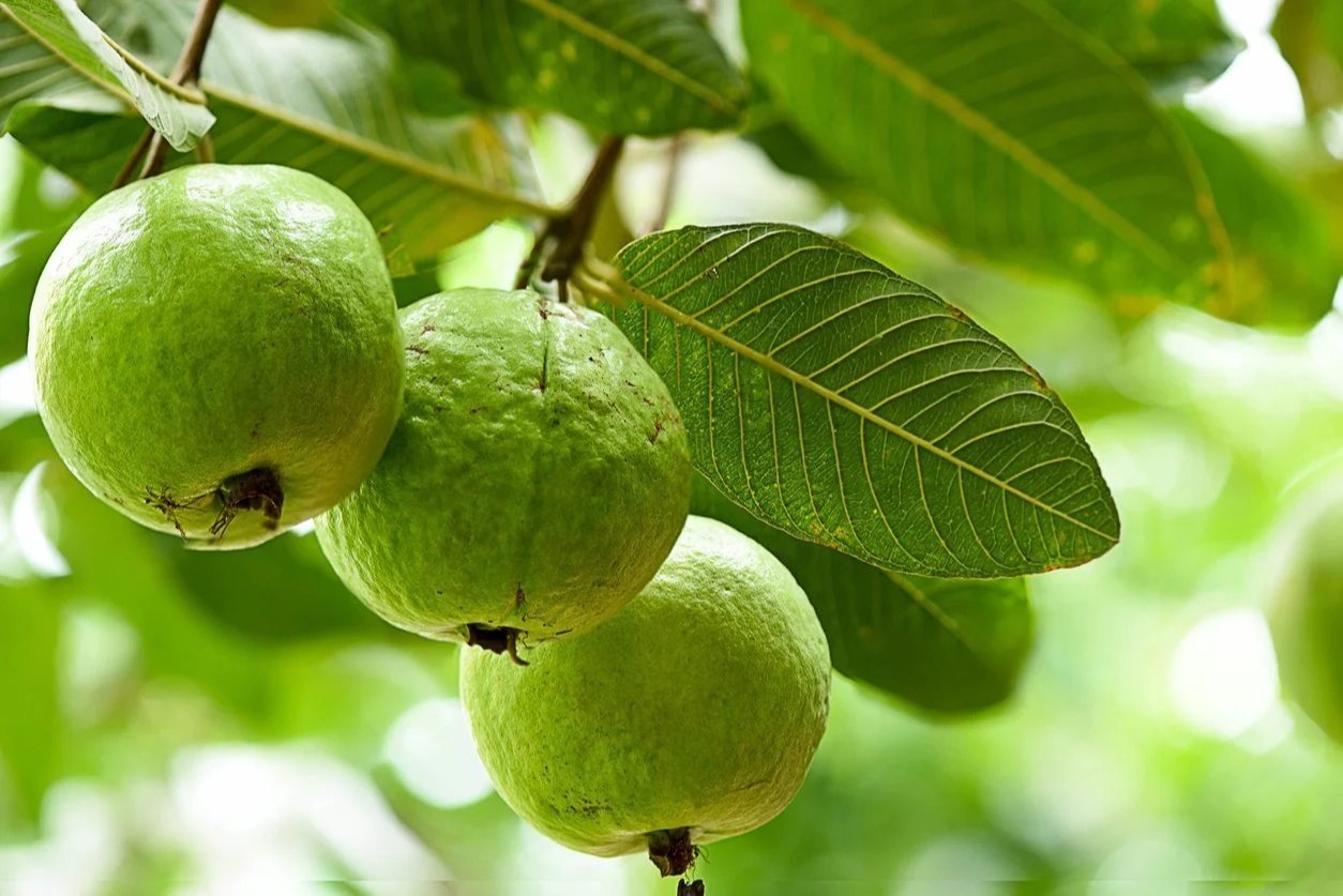Fresh guava orchard field at our farmhouse