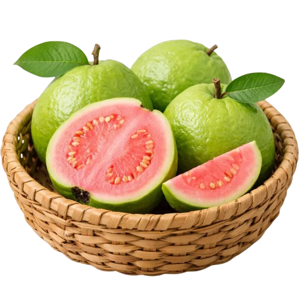 Guava farm contact and bulk supply