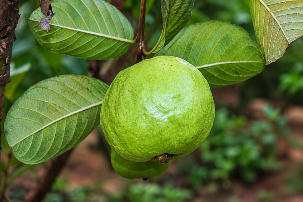 Fresh Green Guava on the Tree