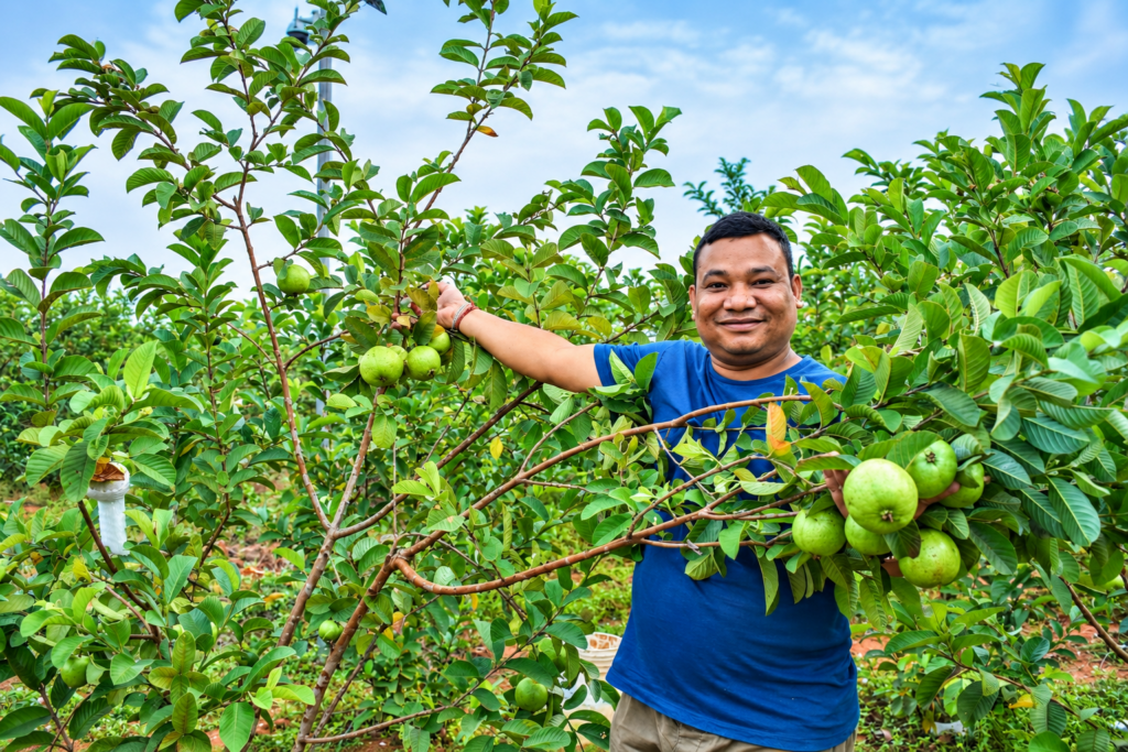 Guava Fruit Ready for Harvest