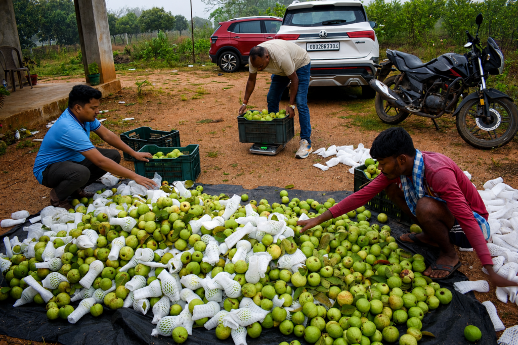 Guava Sorting and Weighing for Market Preparation
