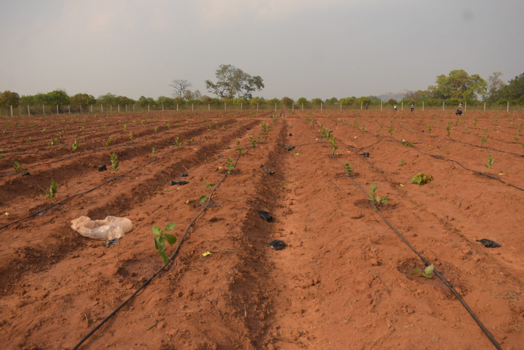 Growing Guava with Drip Irrigation